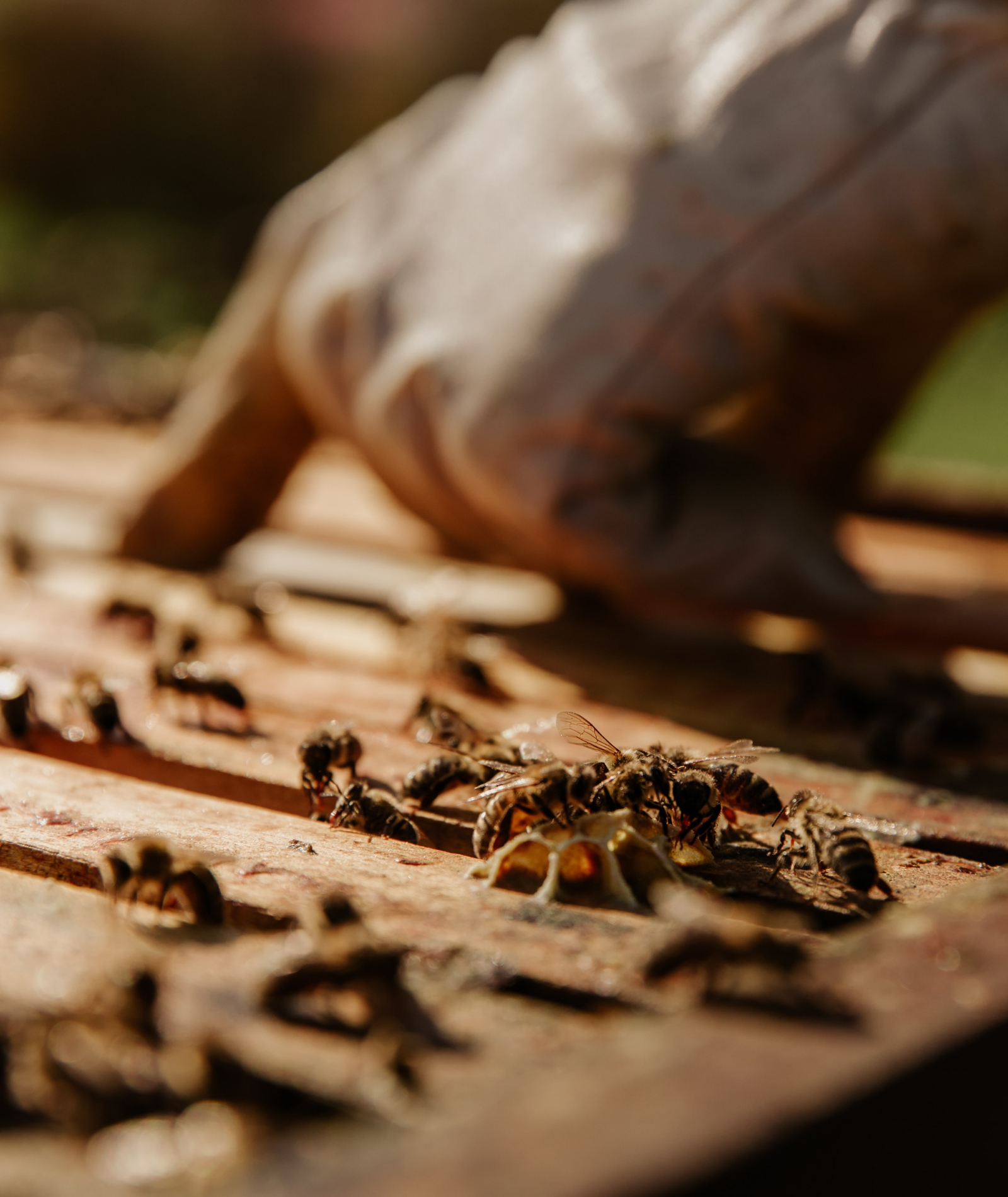 Warum regionale Produkte die beste Wahl für unsere Gesundheit sind