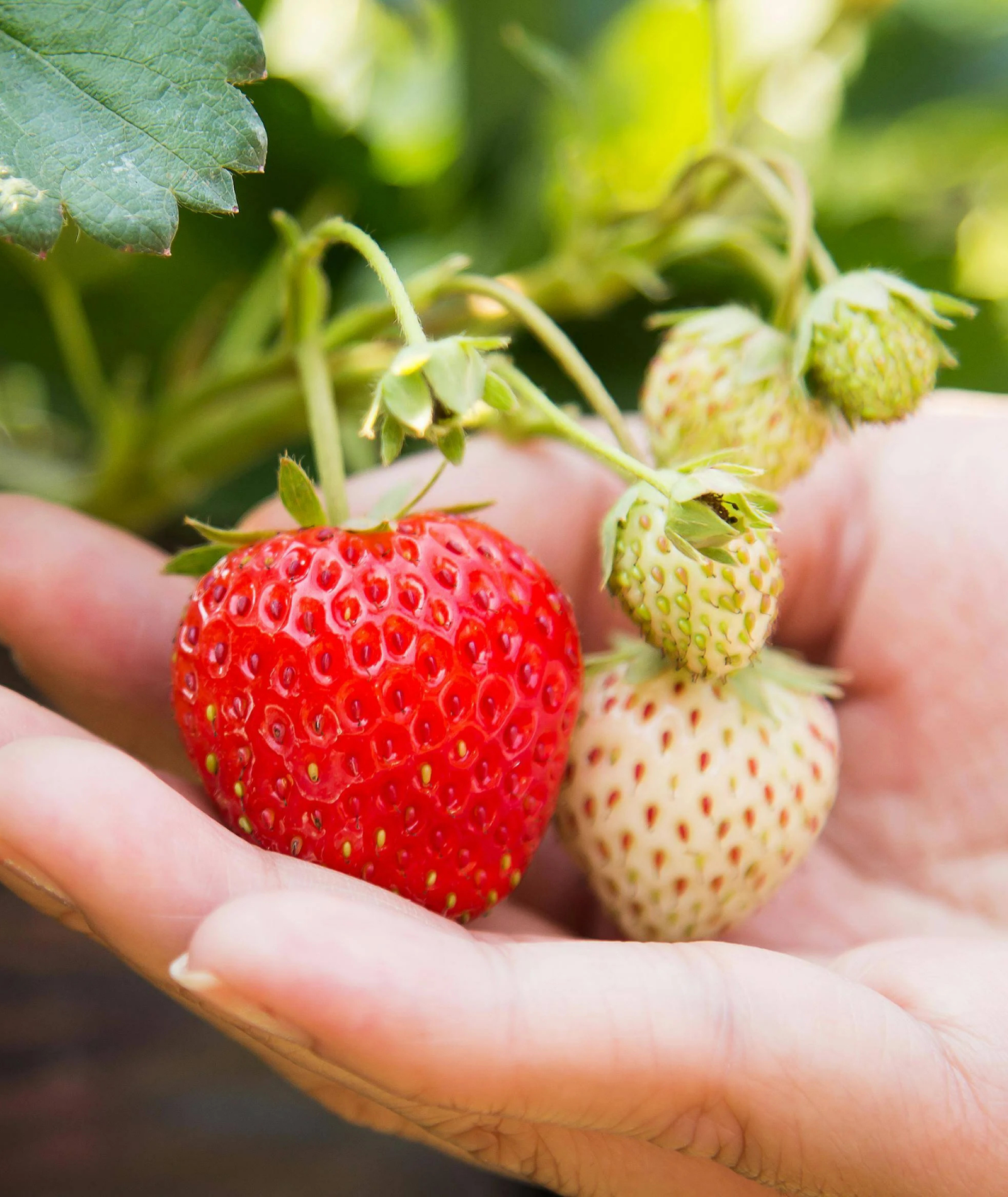Alles, was Du über den Erdbeeranbau wissen musst