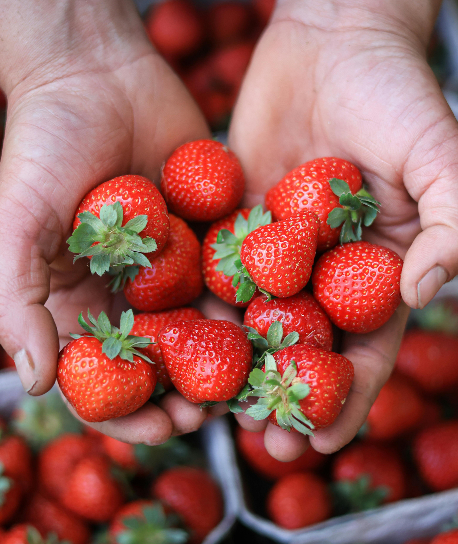 Lokales Obst und Gemüse im Sommer: Ein Genuss für Gaumen und Umwelt