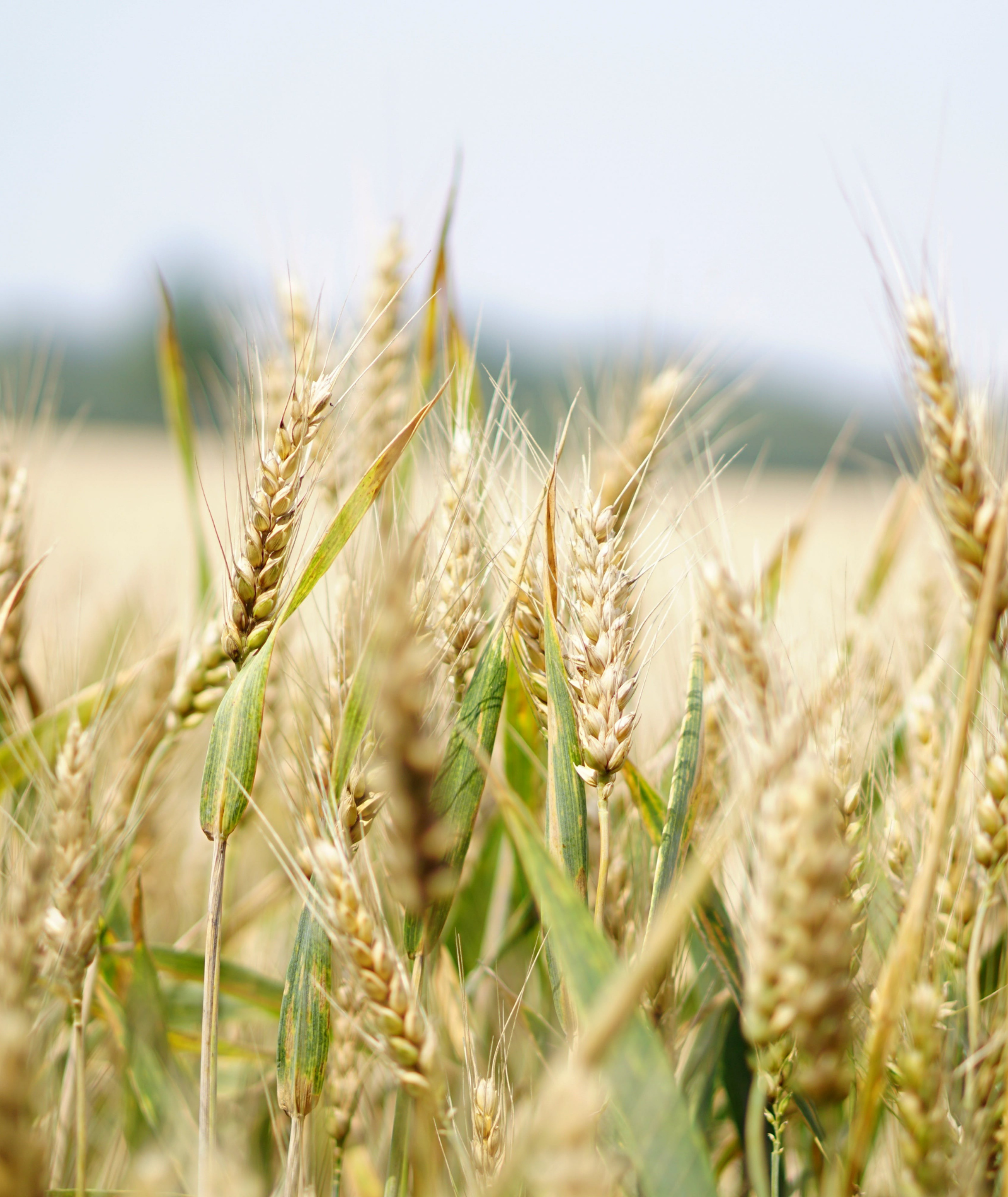 Gesund und regional: Neujahrsvorsätze 2024