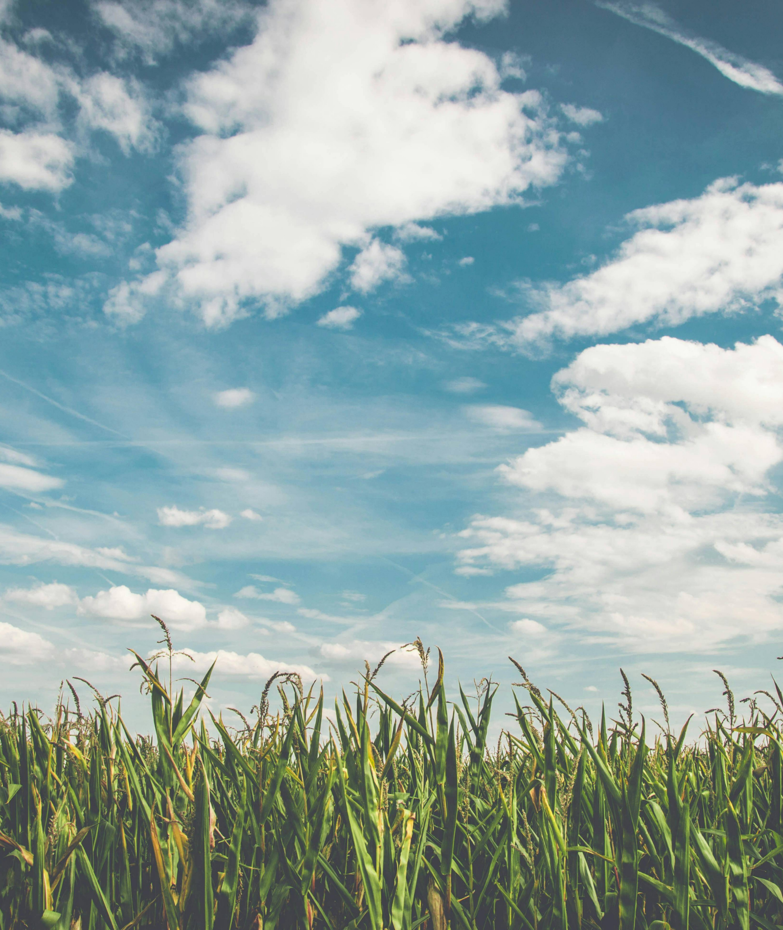 Zukunft des Lebensmitteleinzelhandels: Trends, Herausforderungen und Chancen