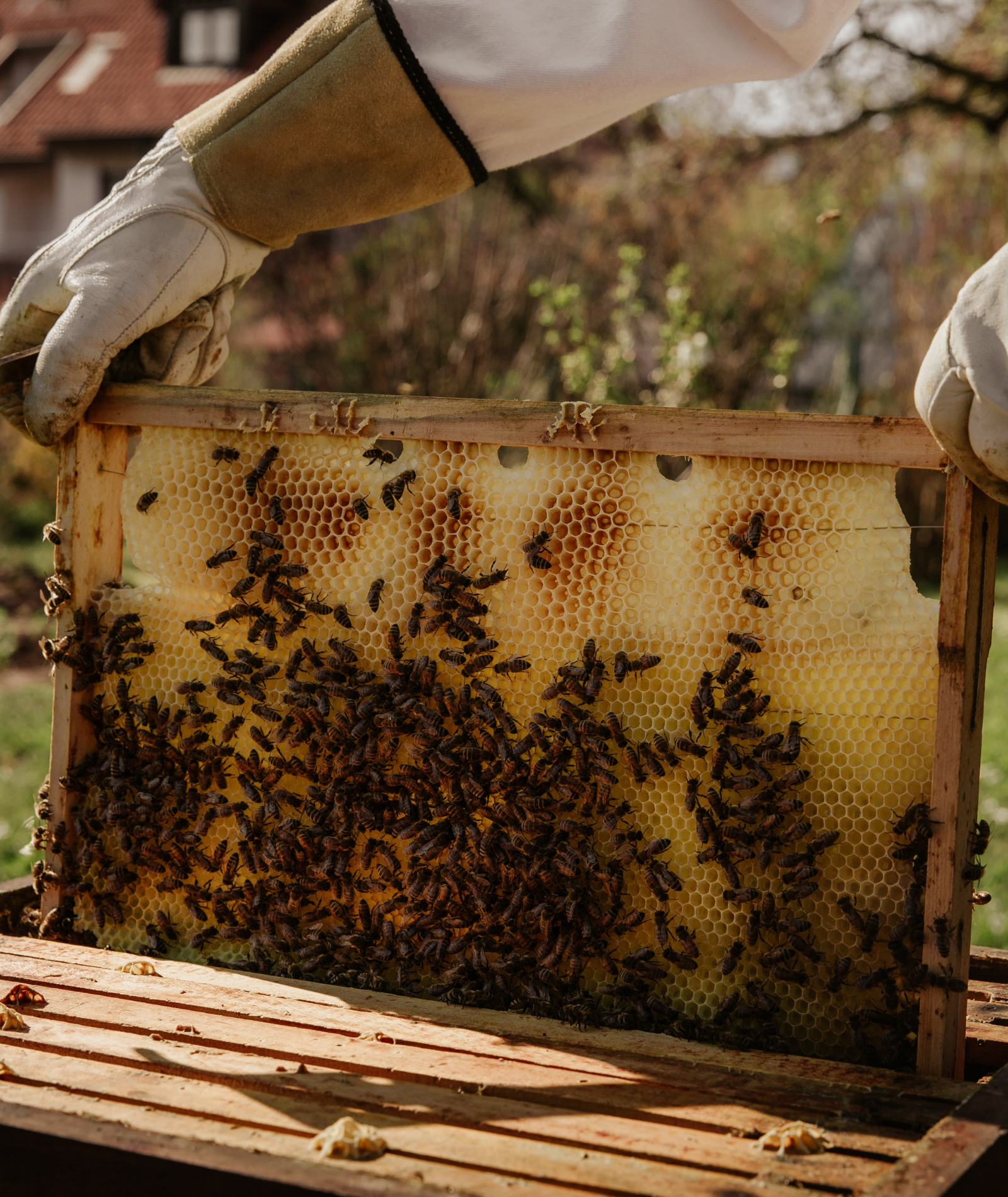 Honigschwindel - Wie viel Wahrheit steckt hinter den Vorwürfen?