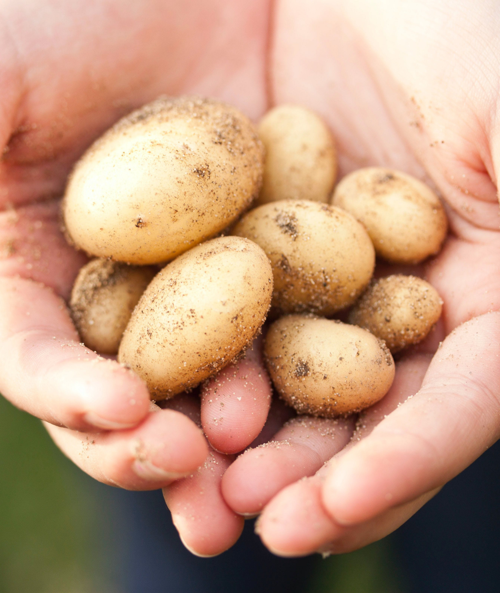 Die Top-Food-Trends des Jahres 2024 - Was erwartet uns in diesem Jahr?