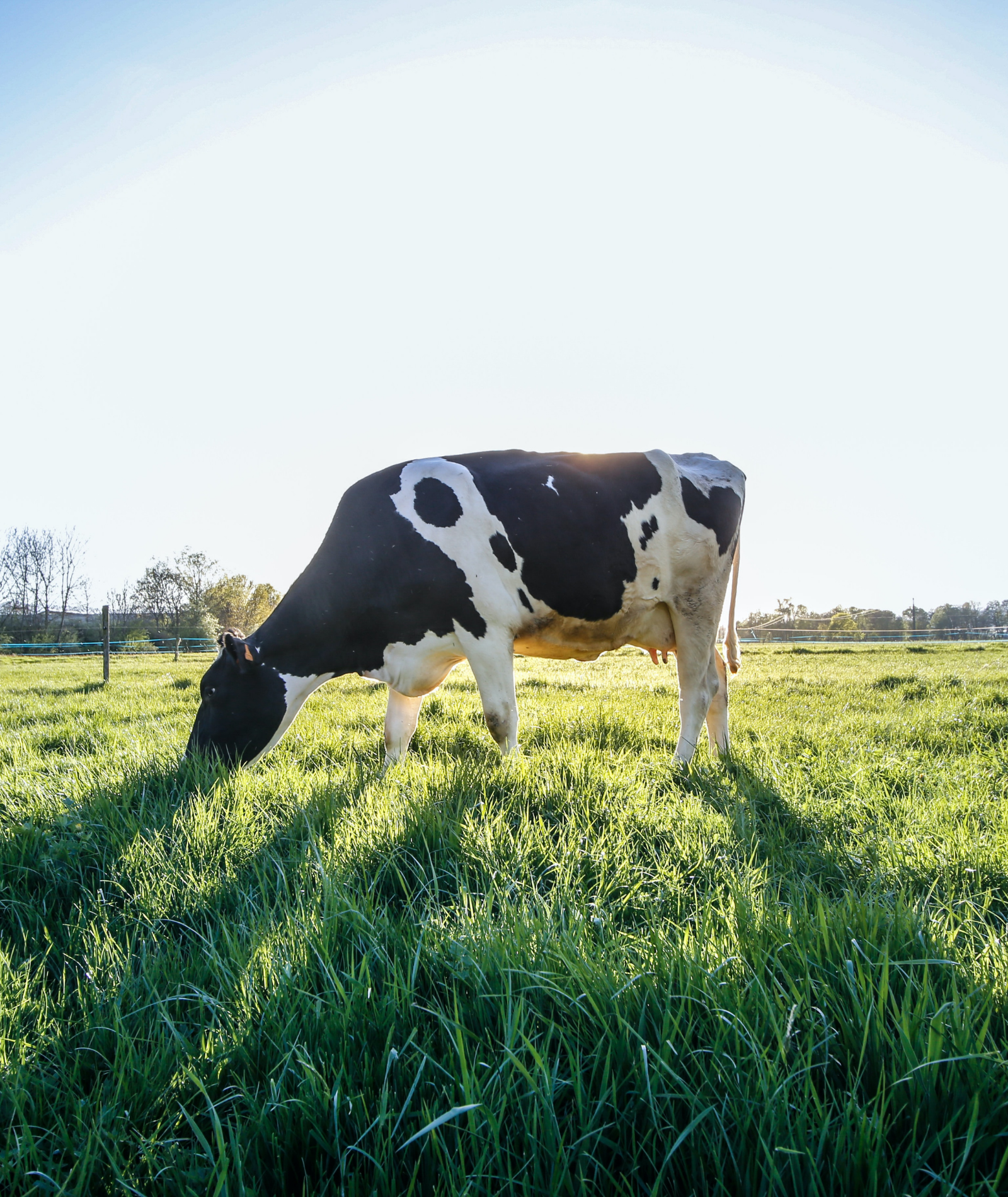 Biologische Landwirtschaft und ökologischer Landbau: Die Nachfrage nach Bio-Produkten wächst