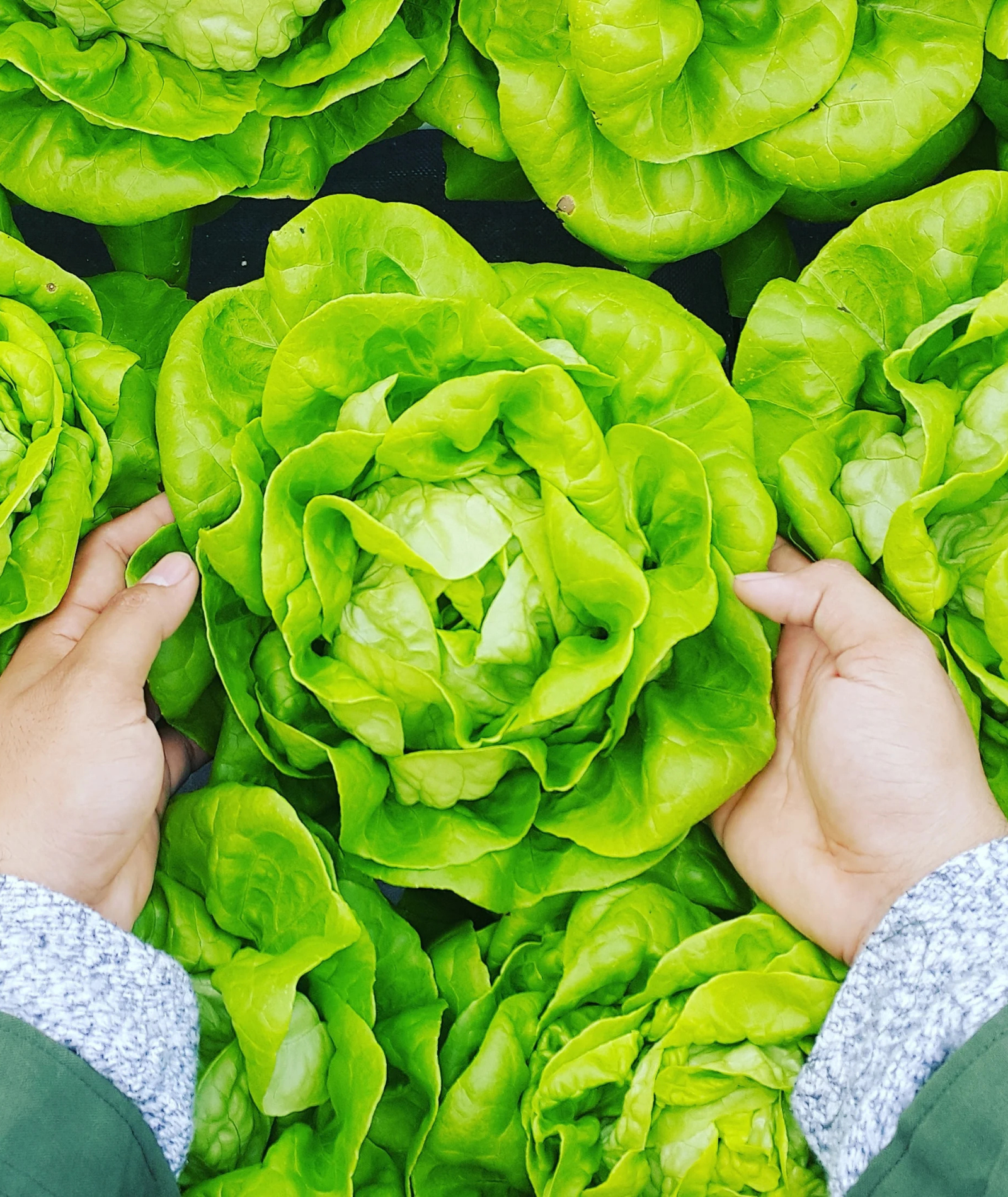 New Glocal - Die Zukunft der Ernährung im Zeitalter der Globalisierung