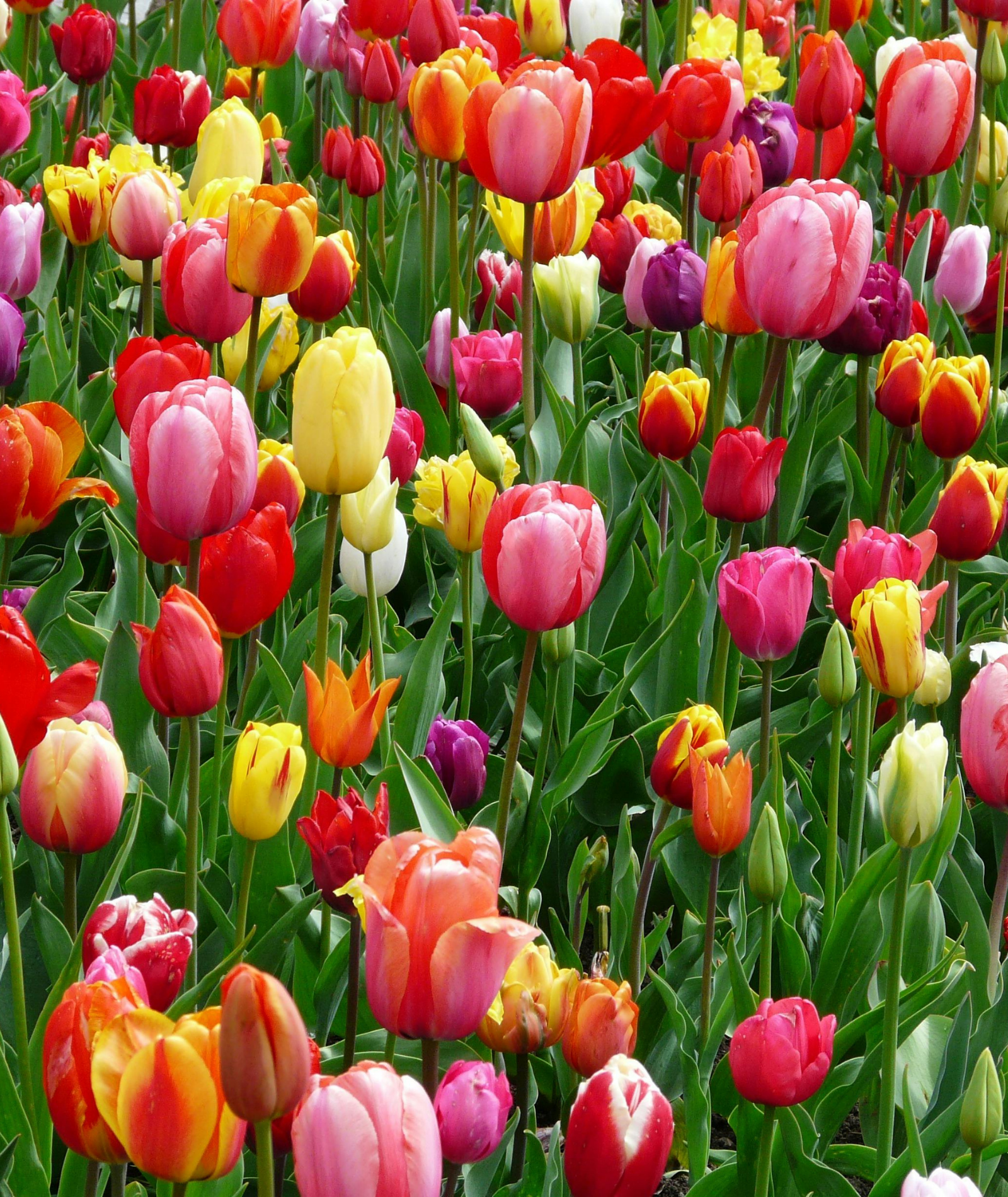 Saisonale Vielfalt im Frühling: Obst und Gemüse aus der Region