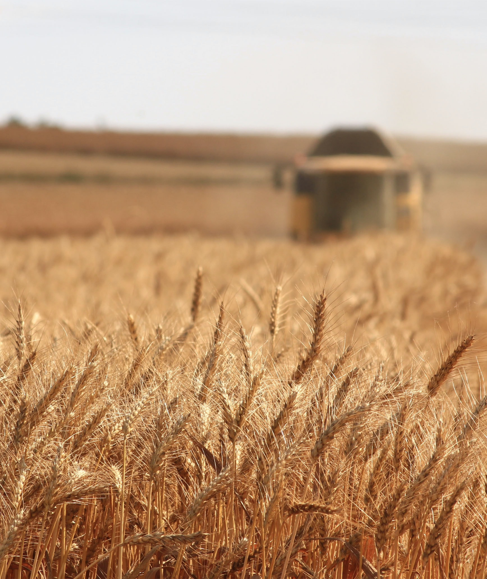 Die Zukunft der Landwirtschaft: Agroforstwirtschaft als nachhaltige Lösung