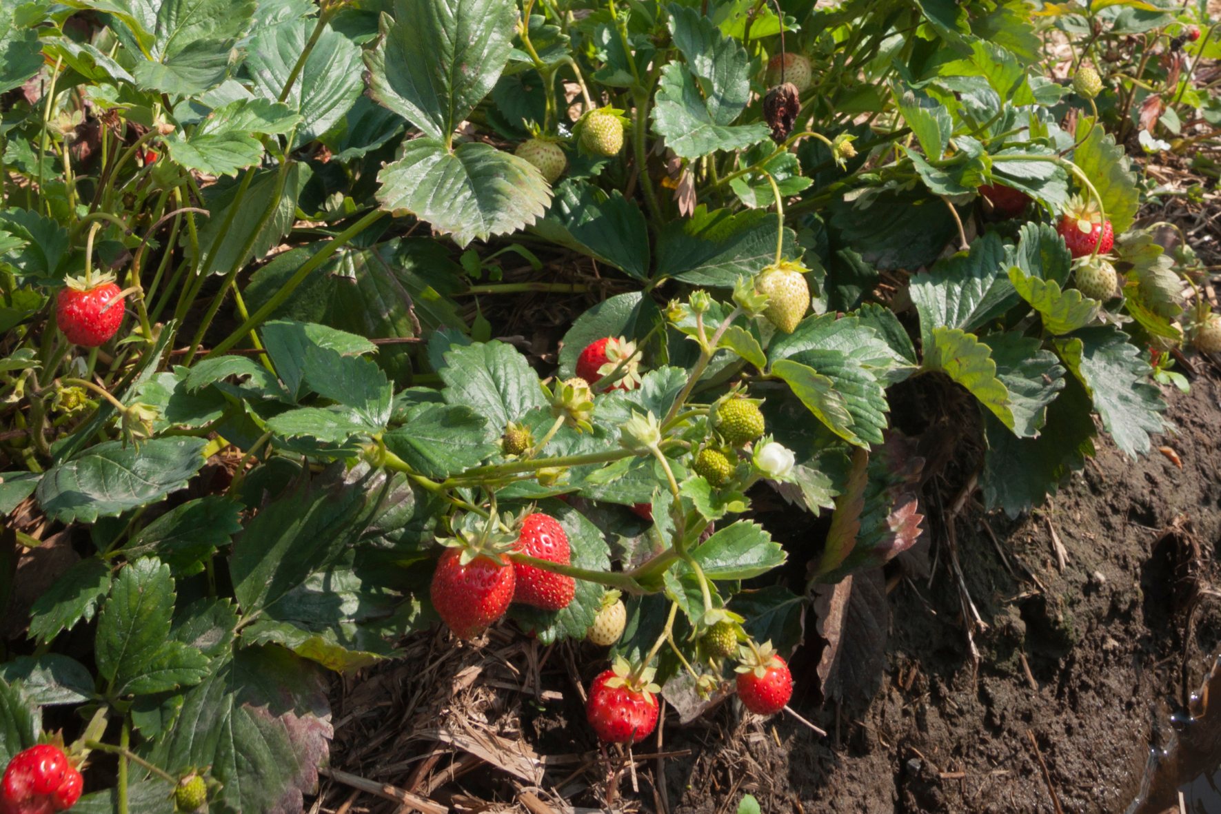 Saisonstart unter Kostendruck: Mit Loql digital durch die Spargel- und Erdbeersaison